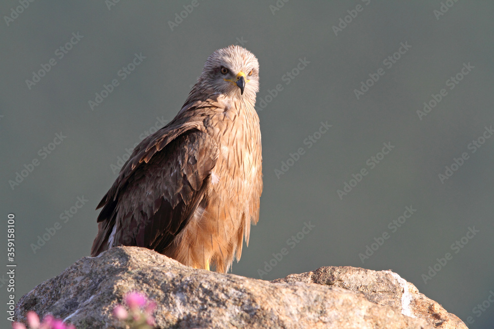 Fototapeta premium Black kite photographed in the early morning among purple flowers