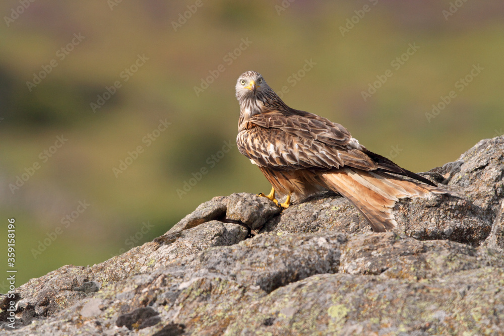 Red kite photographed in the early morning among purple flowers, MIlvus milvus Red kite photographed in the early morning among purple flowers, MIlvus milvus