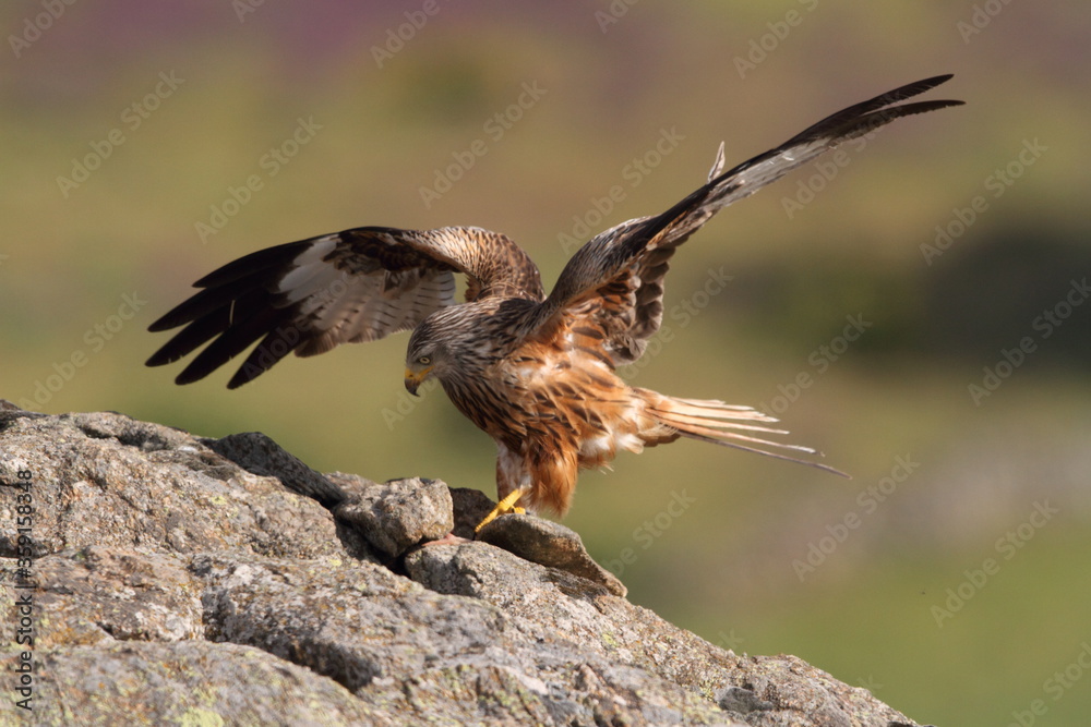 Fototapeta premium Red Kite with the first light of dawn
