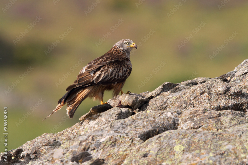 Red kite photographed in the early morning among purple flowers, MIlvus milvus Red kite photographed in the early morning among purple flowers, MIlvus milvus