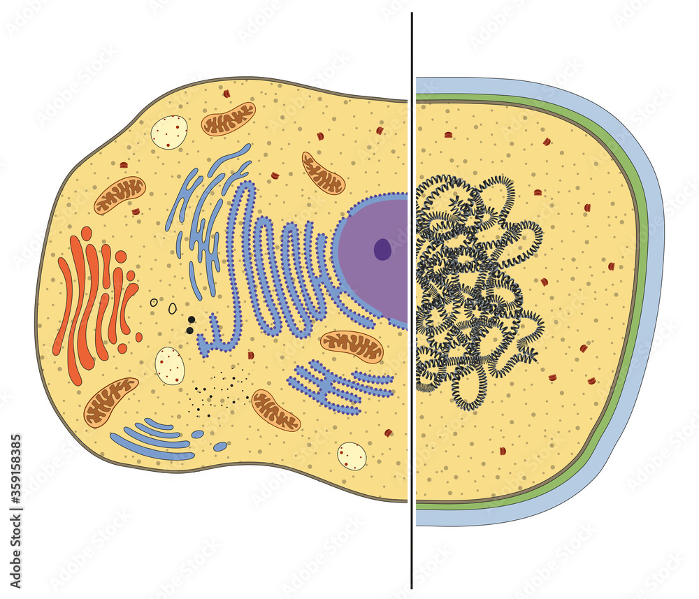 Illustration of eukaryotic and prokaryotic cells. Differences Stock ...