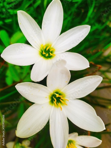 Zephyranthes candida  with common names that include autumn zephyrlily  white windflower and Peruvian swamp lily.