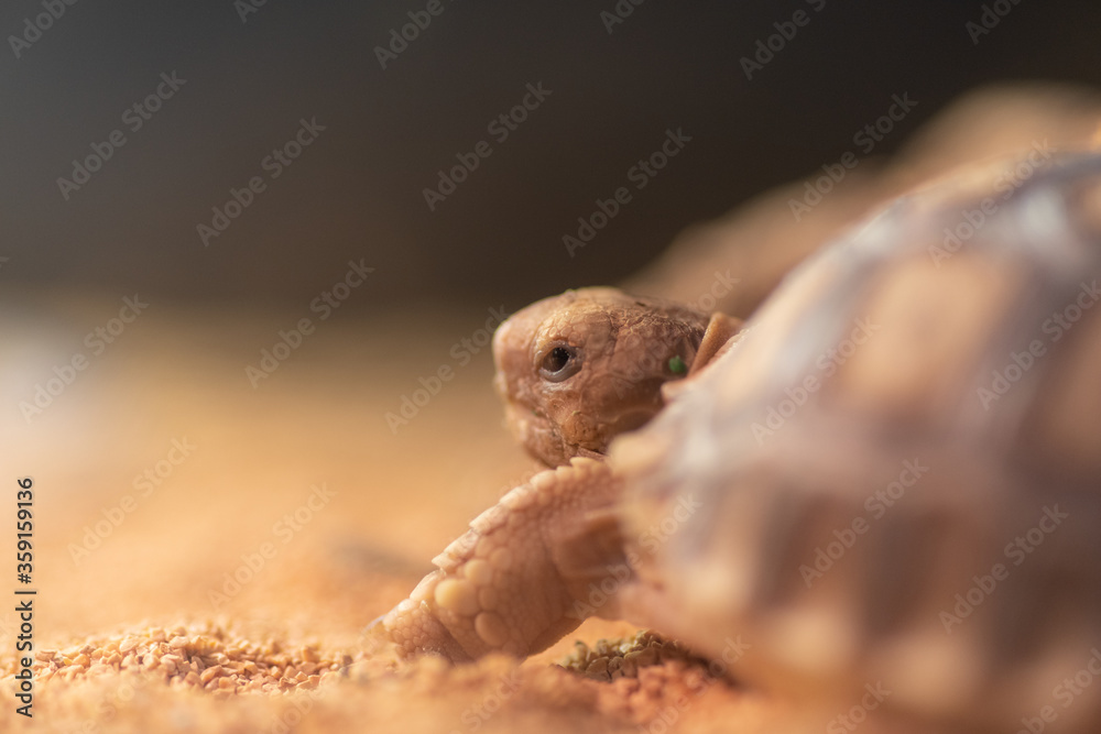 Obraz premium カメの赤ちゃん