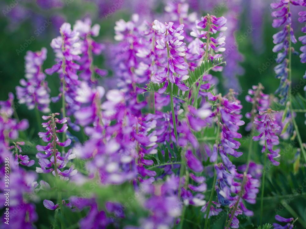 Fototapeta premium meadow flowers