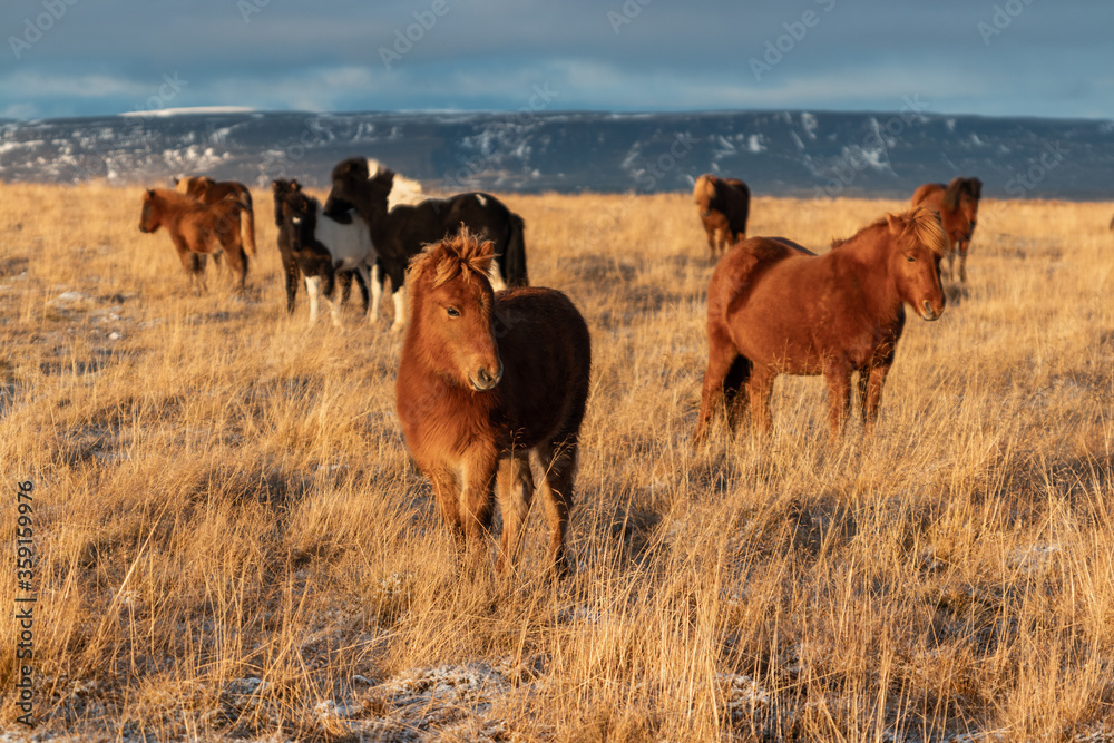 Island Pony 