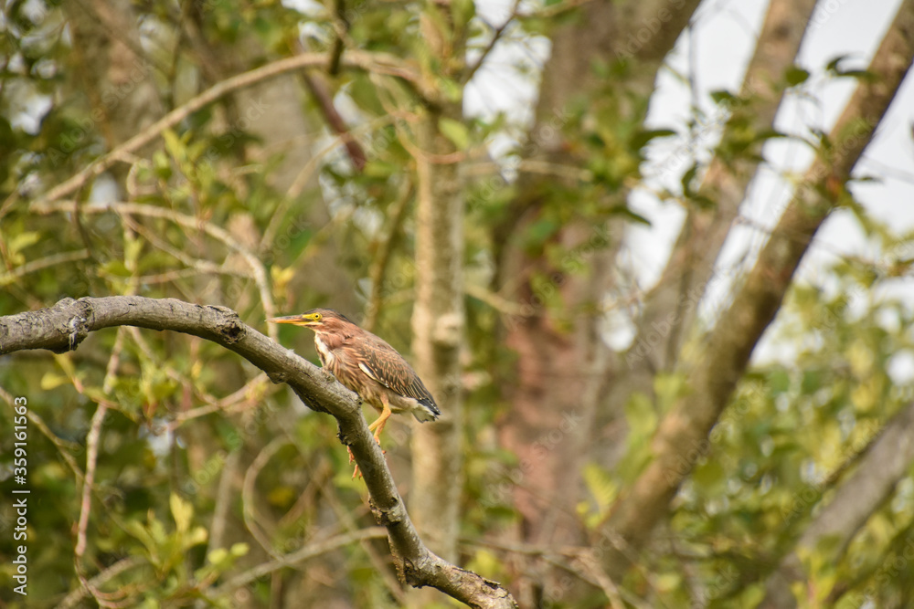 Green heron resting on the branch. Vancouver, BC, Canada
Green heron resting on the branch. Vancouver, BC, Canada
