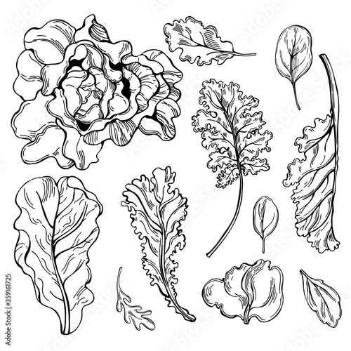 Hand drawn different kinds of lettuce on white background. Vector sketch illustration