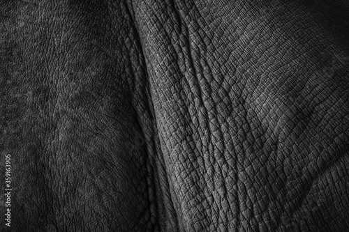 Closeup body skin of rhino. Texture skin rhino.