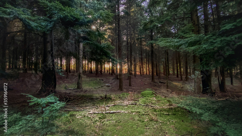Forest at Sunset