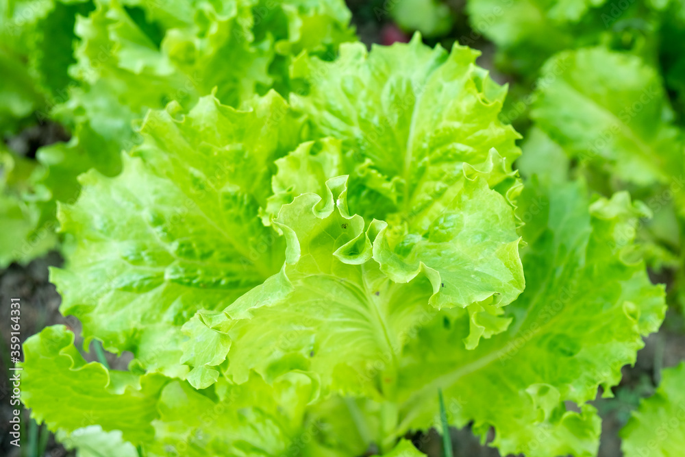 Fresh green leaves of salad growing in the garden. Lettuce growing Fresh green leaves of salad growing in the garden. Lettuce growing