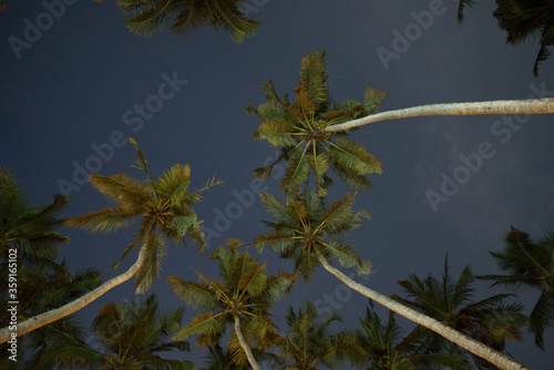 Palm at night sky summer time in India