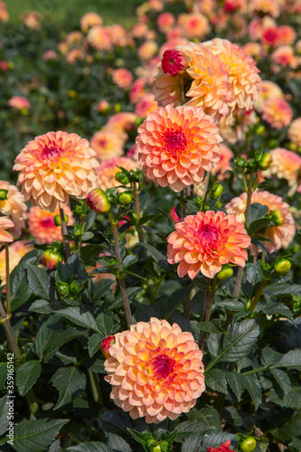 Dahlia flower