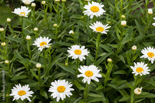 a medium sized cluster of white daisy blossoms