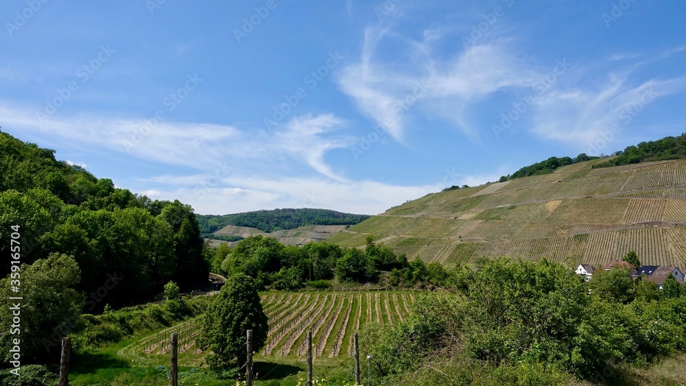 Naklejka premium Weinberge an der Ahr, Weinanbau, Kulturlandschaft