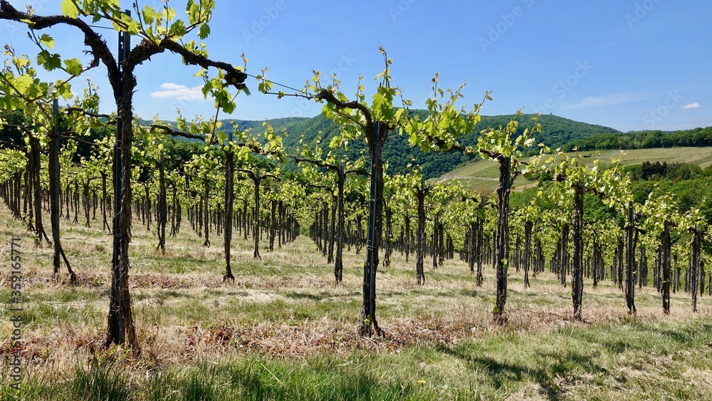 Weinberge an der Ahr, Weinanbau, Kulturlandschaft Weinberge an der Ahr, Weinanbau, Kulturlandschaft