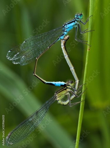 Close up of blue dragonflies, Azure damselfly, Coenagrion puella