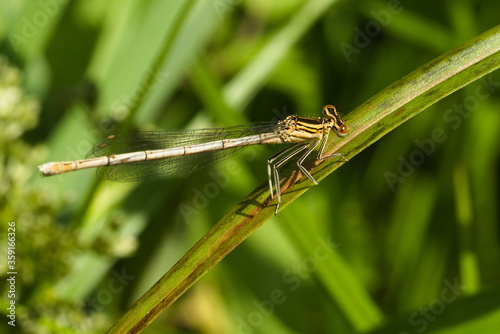 Close up of a dragonfly, Platycnemis pennipes, White-legged damselfly photo