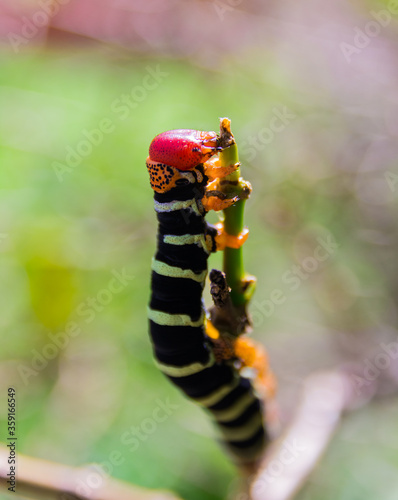 Pseudosphinx tetrio caterpillar closeup, Guadeloupe photo