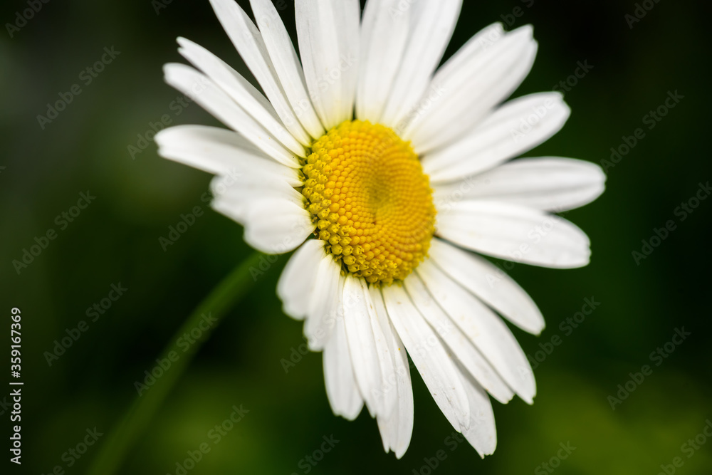 camomile flower close-up on a green background, selective focus camomile flower close-up on a green background, selective focus