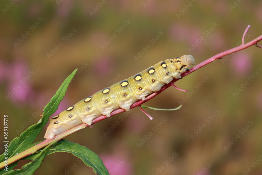 a large caterpillar on a branch with leaves on a blurred background a large caterpillar on a branch with leaves on a blurred background