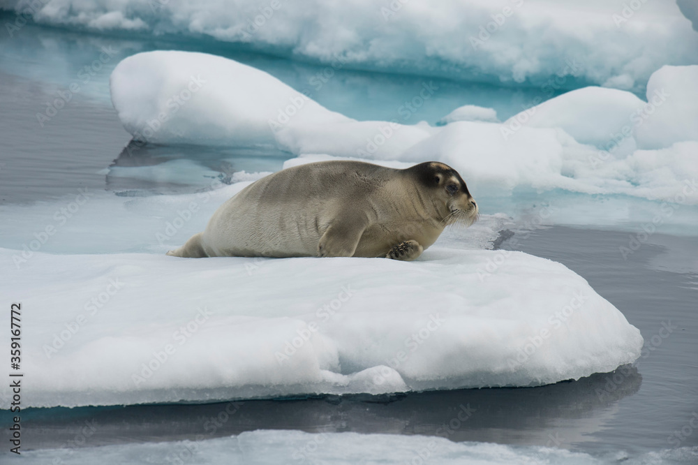 Obraz premium Bearded Seal (Erignathus barbatus) laying on pack ice, Spitsbergen Island, Svalbard Archipelago, Norway,