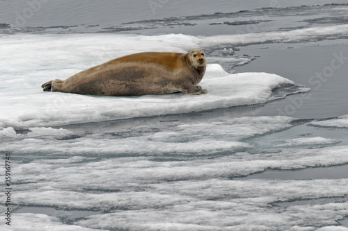 Bearded Seal (Erignathus barbatus) laying on pack ice, Spitsbergen Island, Svalbard Archipelago, Norway,
