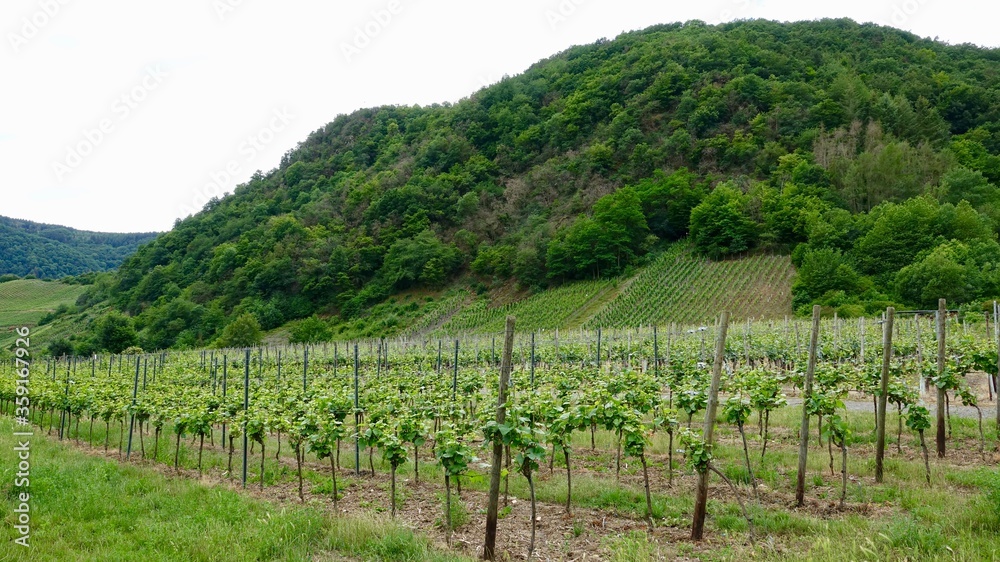 Weinberge an der Ahr, Weinanbau, Kulturlandschaft
