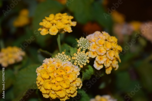 Beautiful yellow colorful flowers of Lantana camara photo