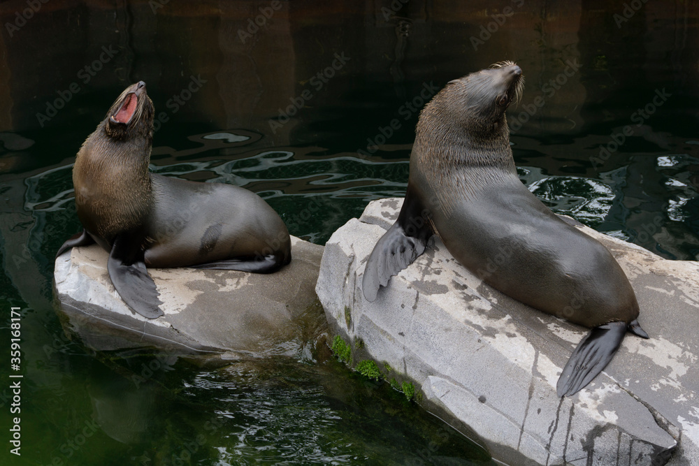 Obraz premium Seals on the rocks