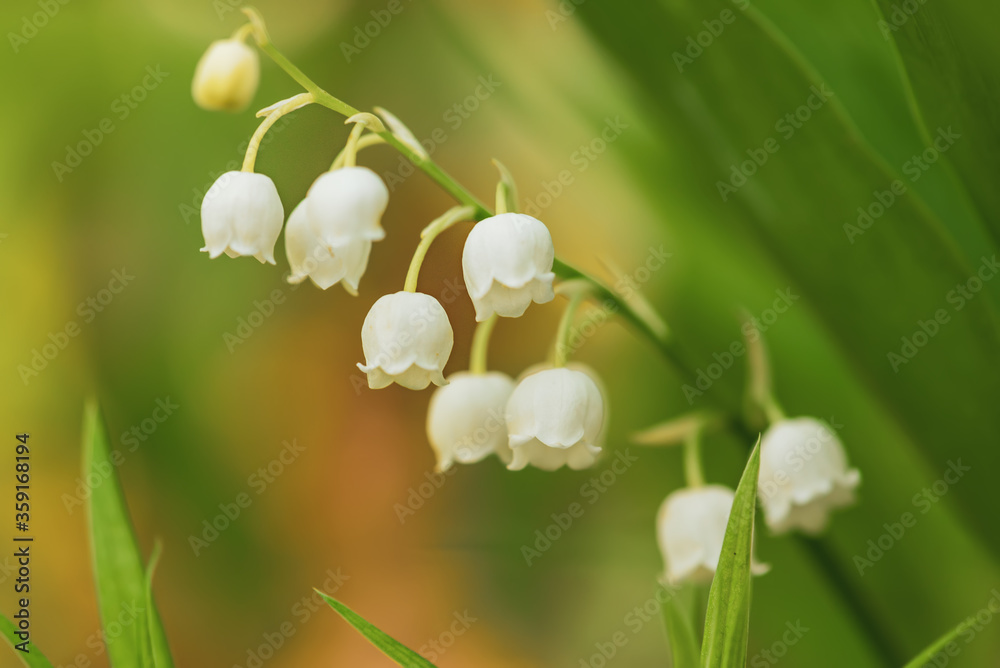 Lily of the valley