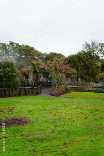 Rainy winter day at Kuirau Park. Steam is rising from natural hot pools hidden behind the trees
