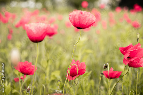 Beautiful flower poppy flowering on field in spring