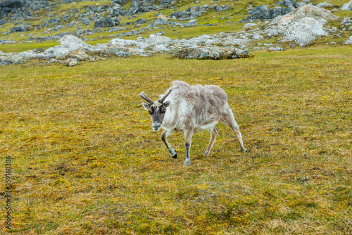 Svalbard Reindeer (Rangifer tarandus platyrhynchus) in the toundra, Spitsbergen Island, Svalbard archipelago, Norway photo