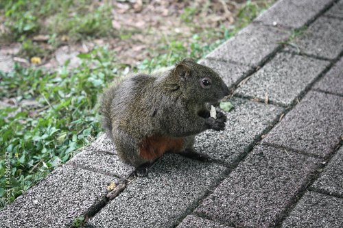 A squirrel eating on the ground photographed at the Taipei Botanical Gardens in Taipei, Taiwan.