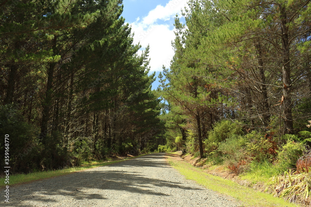 Gravel road between tall pine trees and native forest, in Riverhead Forest, Auckland, New Zealand Gravel road between tall pine trees and native forest, in Riverhead Forest, Auckland, New Zealand