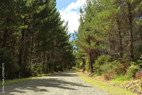 Gravel road between tall pine trees and native forest, in Riverhead Forest, Auckland, New Zealand