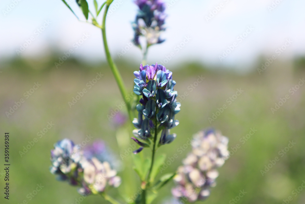 Campo di erba medica (Medicago sativa), primo piano dei fiori dalle diverse tonalità di rosa, indaco, lilla e violetto in una giornata di primavera Campo di erba medica (Medicago sativa), primo piano dei fiori dalle diverse tonalità di rosa, indaco, lilla e violetto in una giornata di primavera