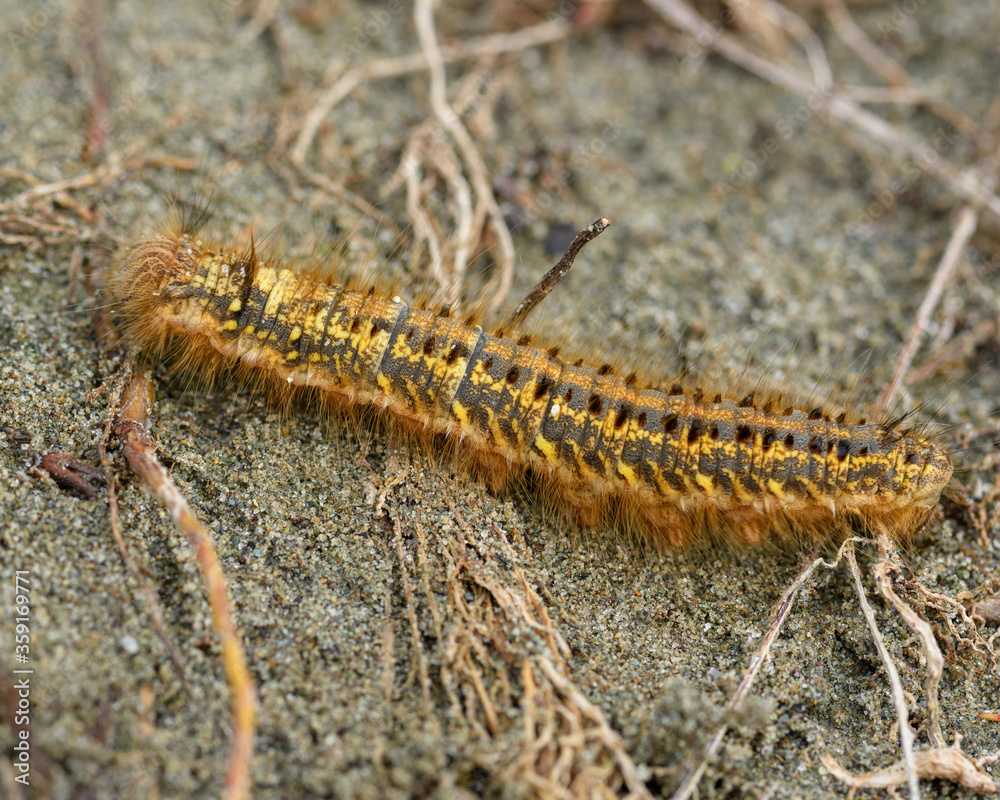 caterpillar 