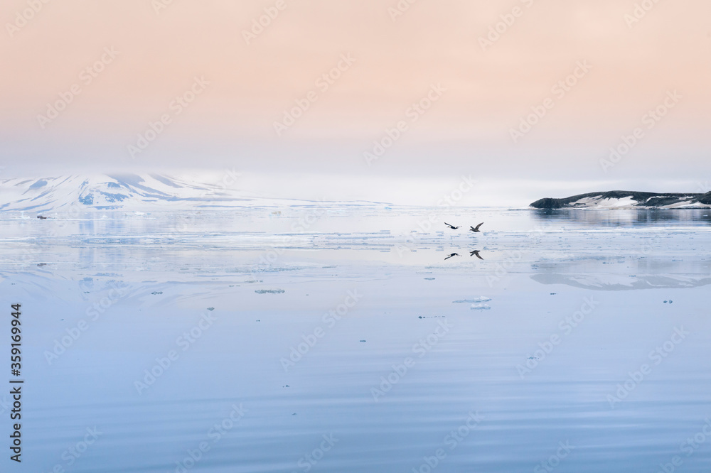 Common Eiders (Somateria mollissima) flying over Hinlopen Strait, Spitsbergen Island, Svalbard Archipelago, Norway Common Eiders (Somateria mollissima) flying over Hinlopen Strait, Spitsbergen Island, Svalbard Archipelago, Norway