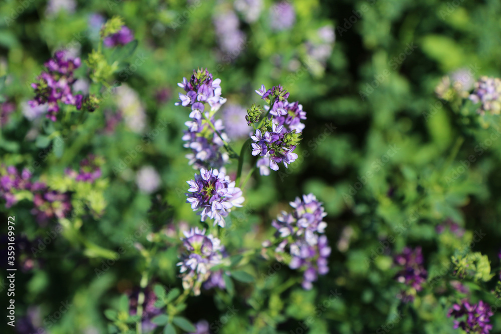 Campo di erba medica (Medicago sativa), primo piano dei fiori dalle diverse tonalità di rosa, indaco, lilla e violetto in una giornata di primavera Campo di erba medica (Medicago sativa), primo piano dei fiori dalle diverse tonalità di rosa, indaco, lilla e violetto in una giornata di primavera