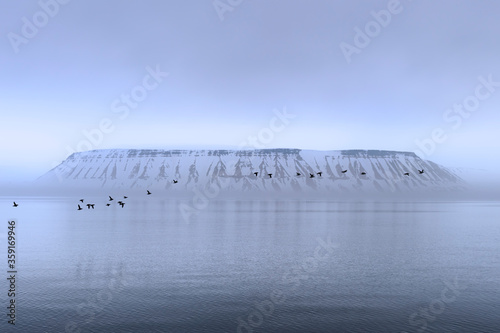 Flock of Thick-billed Murres (Uria lomvia) or Brunnich's guillemots Lying over Hinlopen Strait, Spitsbergen Island, Svalbard Archipelago, Norway