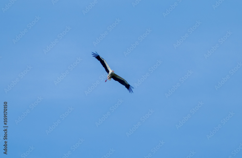 White stork (Ciconia ciconia) flying with spread wings with partly cloudy sky in the background