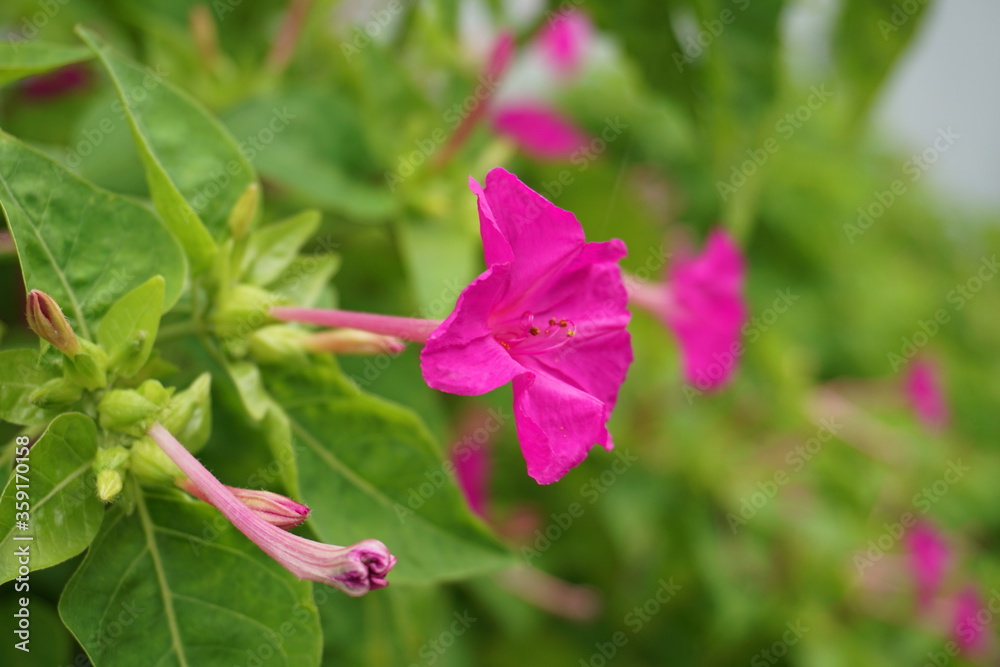 pink flowers in the garden pink flowers in the garden