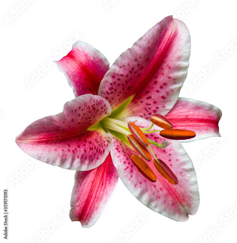 Fotografie Single pink and white Stargazer lily flower close up, isolated on white