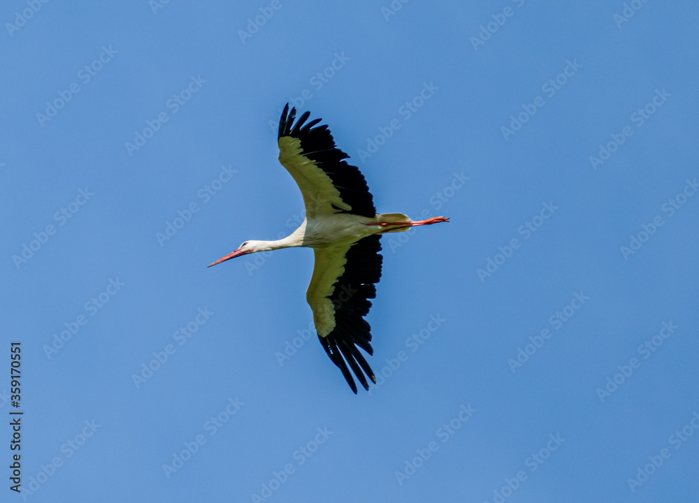 Naklejka premium White stork (Ciconia ciconia) flying with spread wings with partly cloudy sky in the background