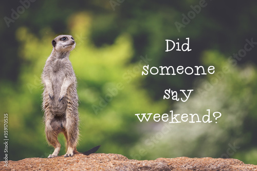 Meerkat asking if it's the weekend yet photo