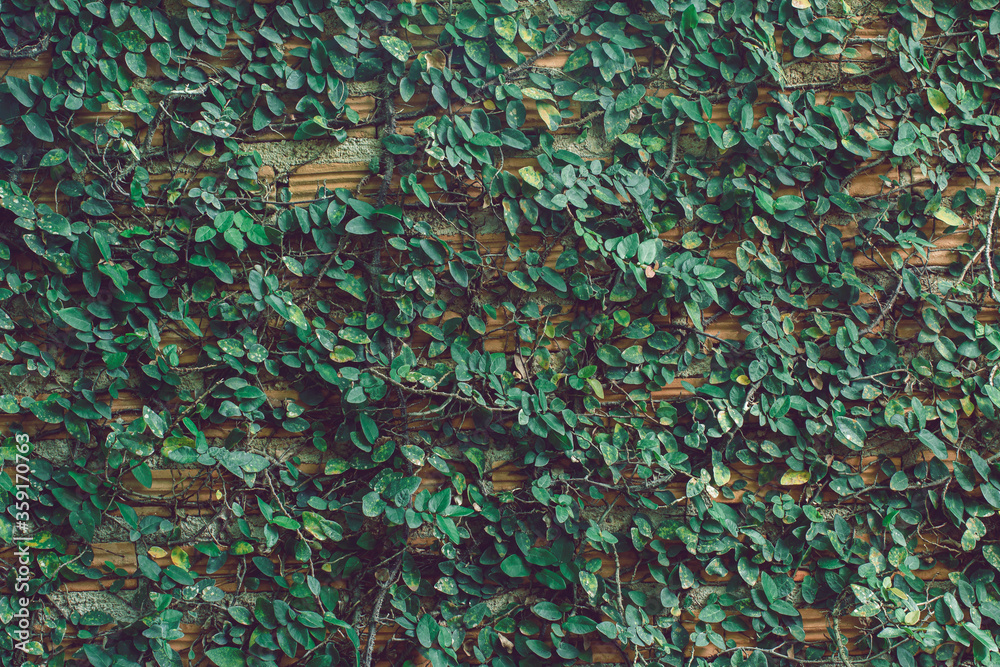 The brown brick wall that is covered with green leaves.