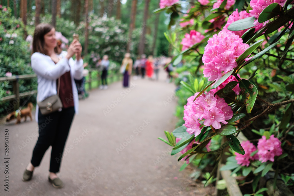 Woman photographing flowers in Rhododendrons Park is one of the most popular and beautiful places in Helsinki