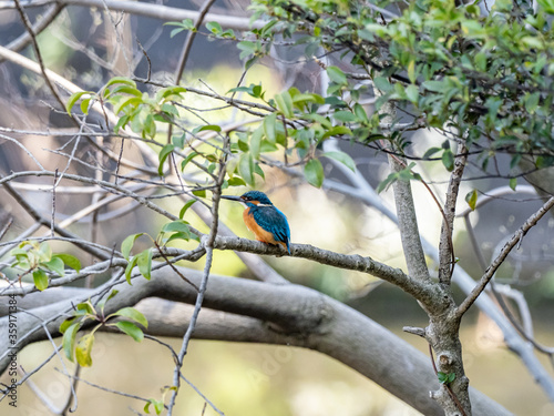 colorful common kingfisher perched by a pond 25