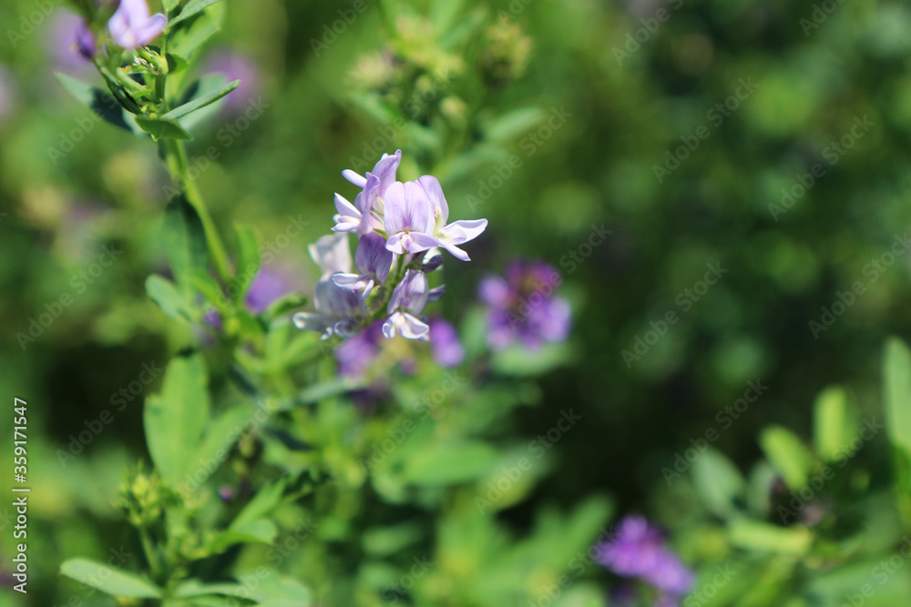 Campo di erba medica (Medicago sativa), primo piano dei fiori dalle diverse tonalità di rosa, indaco, lilla e violetto in una giornata di primavera Campo di erba medica (Medicago sativa), primo piano dei fiori dalle diverse tonalità di rosa, indaco, lilla e violetto in una giornata di primavera